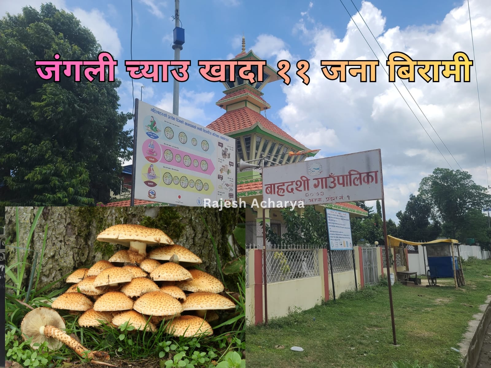 बाहदशीमा जंगली च्याउ खाँदा ११ जना बिरामी